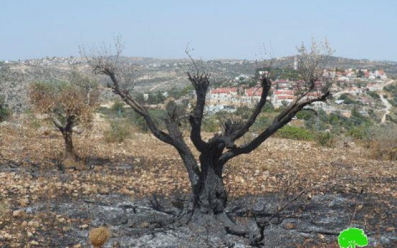 Colonists Burn 590 Olive Trees in Betilo village