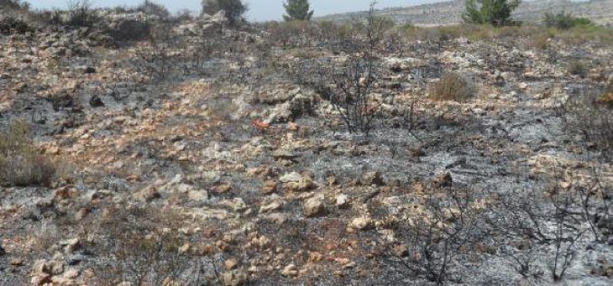 إحراق 590 شجرة زيتون في قرية بيتلّو / محافظة رام الله
