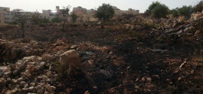 إحراق  25 شجرة معمرة  في قرية حوسان  / محافظة بيت لحم