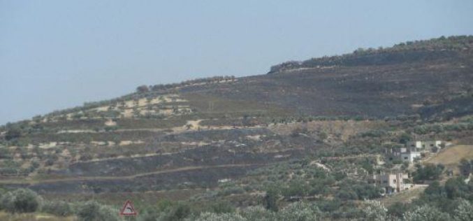 إضرام النيران بنحو 200 دونماً من الأراضي الزراعية في قريتي مادما وبورين