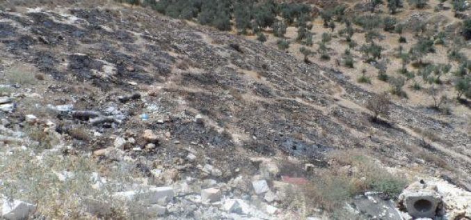 إحراق أشجار زيتون في بلدة بيت عوا / محافظة الخليل