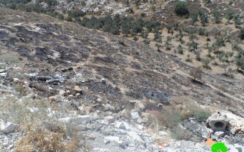 إحراق أشجار زيتون في بلدة بيت عوا / محافظة الخليل