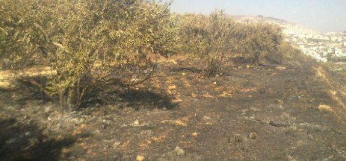 إحراق 6  دونمات زراعية في بلدة حوارة / محافظة نابلس