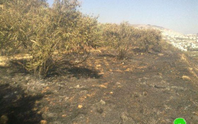 إحراق 6  دونمات زراعية في بلدة حوارة / محافظة نابلس