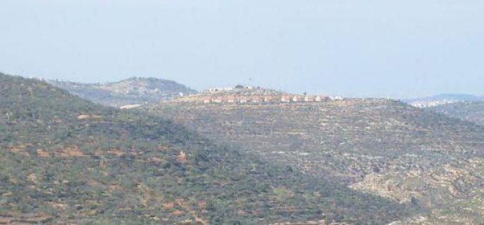 Damaging 700 Olive Trees in Nablus