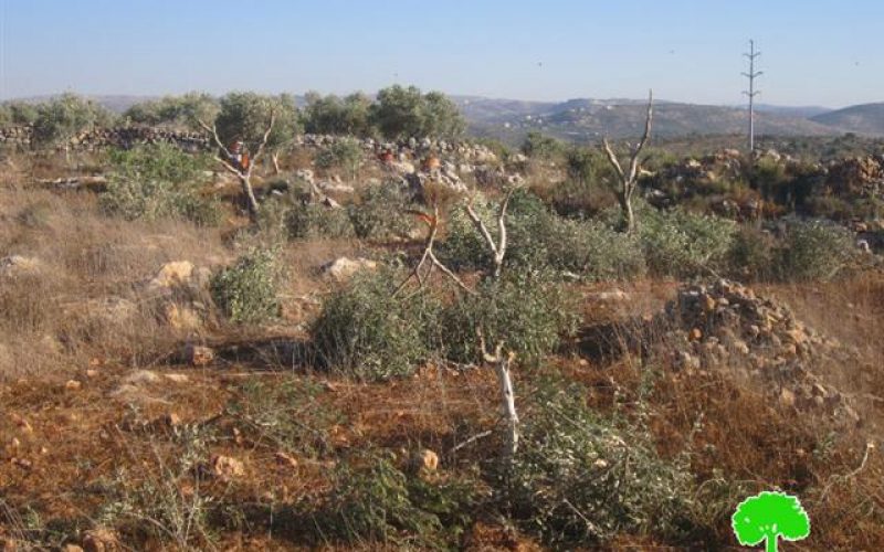 مستعمرو ” يتسهار” يقطعون 15 شجرة زيتون في قرية بورين /محافظة نابلس
