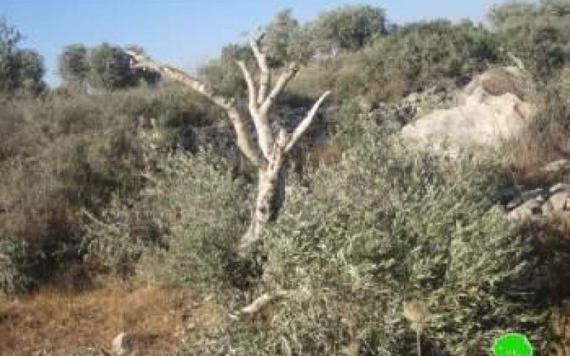 مستعمرو “عادي عاد” يتلفون 62 شجرة زيتون في بلدة  ترمسعيا / محافظة رام الله