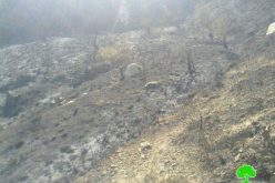 Burning 78 Olive Trees in Ramallah