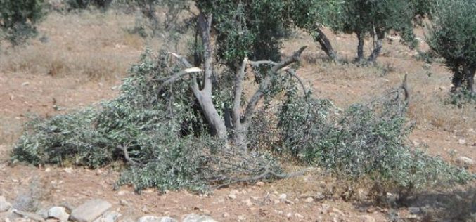 مستعمرون يقطعون أشجار زيتون في الحمرا شرق يطا ويوسعون مستعمرة “ماعون”