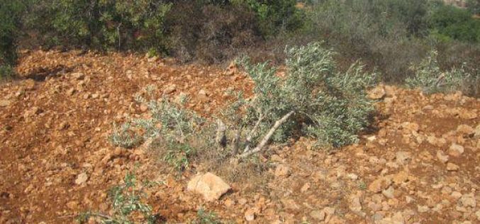 Destroying 27 olive trees in Burin- Nablus