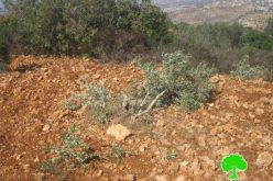 إتلاف 27 شجرة زيتون في قرية بورين / محافظة نابلس