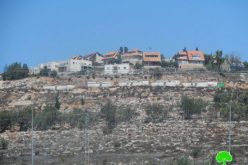Damaging 34 olive trees in Tarmisiya/ Ramallah