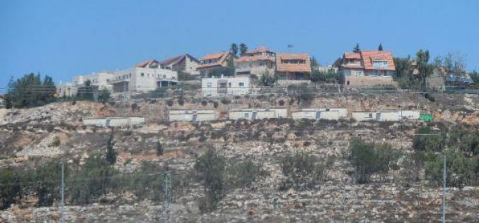 Damaging 34 olive trees in Tarmisiya/ Ramallah