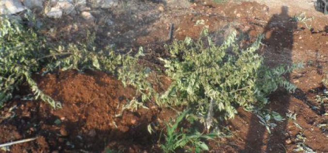 The Israeli army ravages 7 dunums of agricultural dunums and uproots 210 saplings in Ras ‘Atiya- Qalqiliya