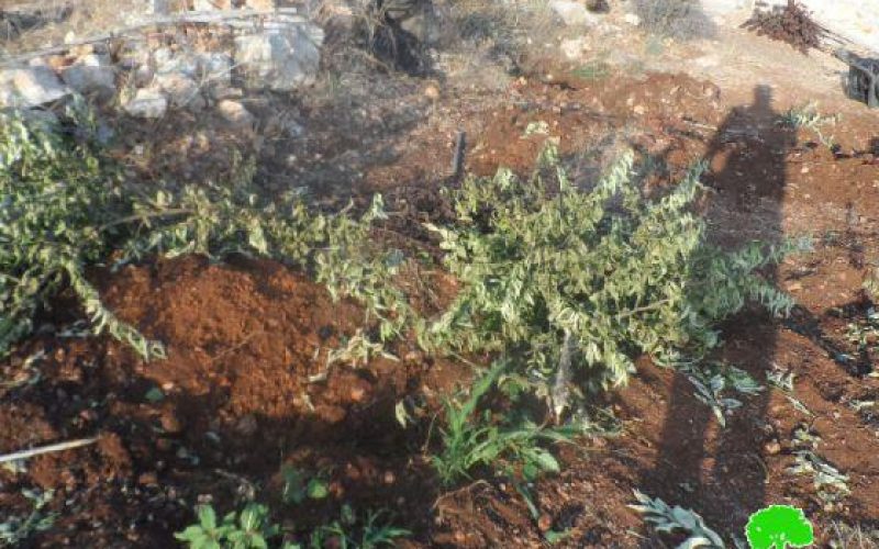 The Israeli army ravages 7 dunums of agricultural dunums and uproots 210 saplings in Ras ‘Atiya- Qalqiliya