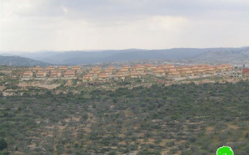 Opening a colonial road and uprooting 13 olive trees for the benefit of Bruchin in Salfit