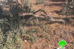 مستعمرو “ماعون” يعتدون على أشجار الزيتون في الحمرا شرق يطا / محافظة الخليل