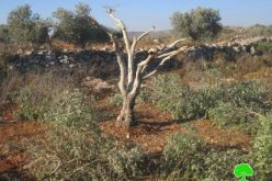 إتلاف 19 شجرة  زيتون في قرية دير شرف/ محافظة نابلس