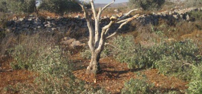 Destroying 19 olive saplings in Deir Sharaf- Nablus