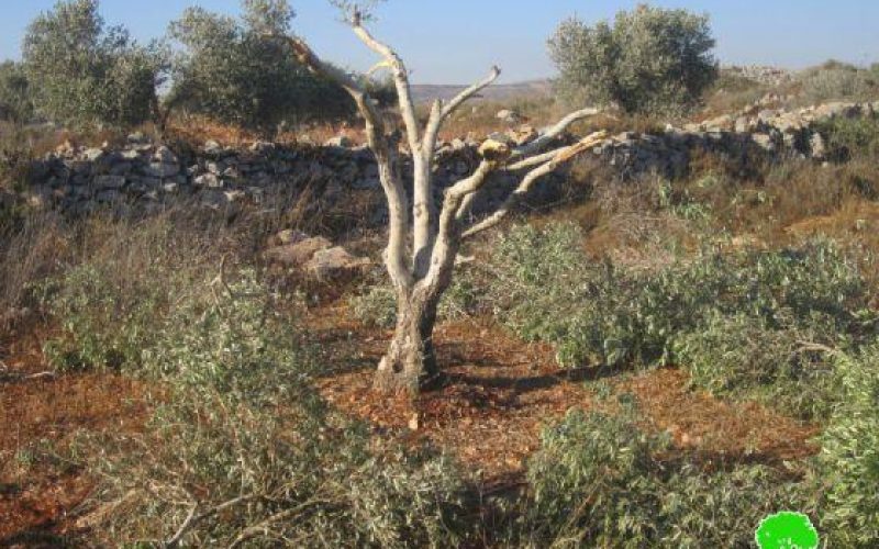 Destroying 19 olive saplings in Deir Sharaf- Nablus