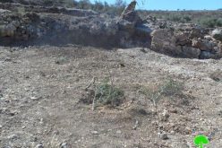 Colonists of Gilad Zohar destroy 95 olive seedlings and steal olives and agricultural tools in Qalqiliya