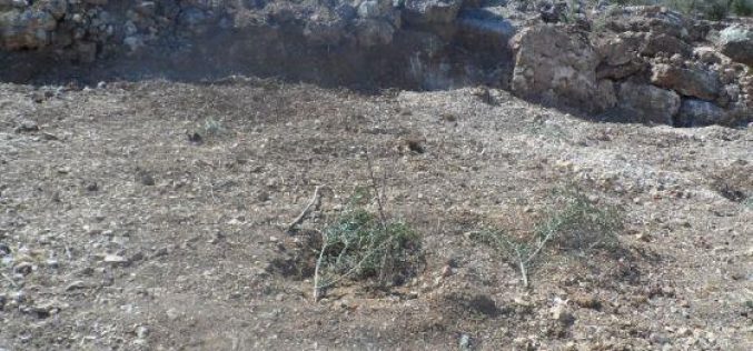 Colonists of Gilad Zohar destroy 95 olive seedlings and steal olives and agricultural tools in Qalqiliya