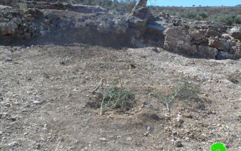 Colonists of Gilad Zohar destroy 95 olive seedlings and steal olives and agricultural tools in Qalqiliya