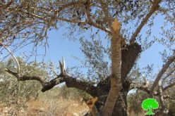 إتلاف 12 شجرة زيتون رومية في قرية رأس كركر / محافظة رام الله