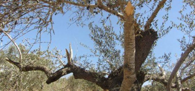 Destroying 12 olive trees in Ras Karkar