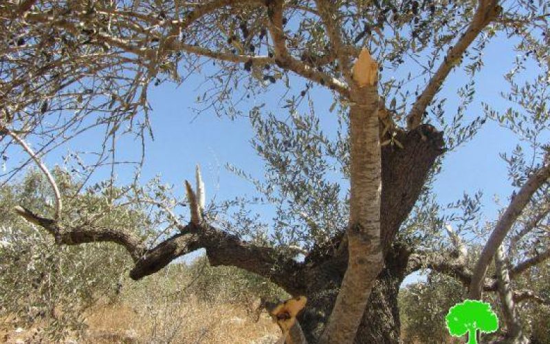 Destroying 12 olive trees in Ras Karkar