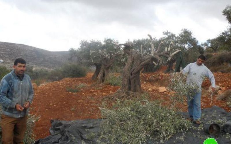 إتلاف 107 شجرة رومية في قرية قريوت /محافظة نابلس