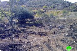 حرق 90 شجرة من اللوزيات و الزيتون  في منطقة واد لبيار في قرية الخضر / محافظة بيت لحم
