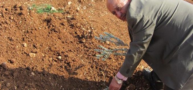 Destroying olive seedlings in Turmusayya