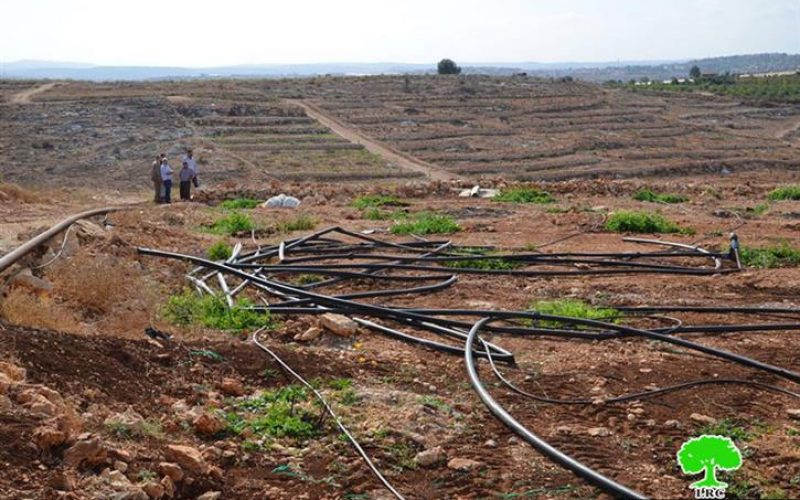 Ravaging eight agricultural dunums in Ras Atiya