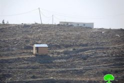 الاعتداء على 60 شجرة زيتون في جبل جالس- مدينة الخليل