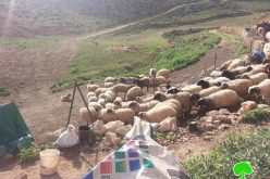 Vicious attack on Khirbet Jouana (12 structures demolished)
