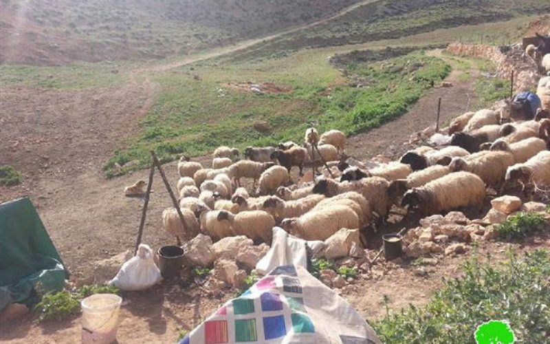 Vicious attack on Khirbet Jouana (12 structures demolished)