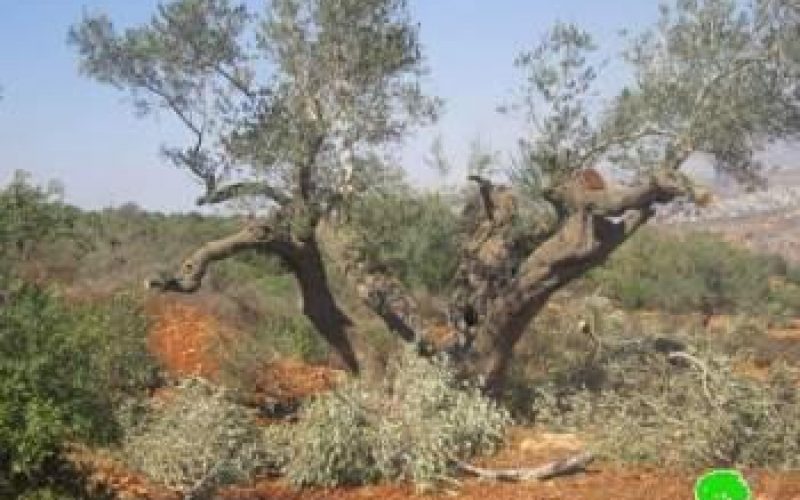 مستعمرو مستعمرة ” يش كودش ” يتلفون 27 شجرة زيتون  في قرية قصرة  في محافظة نابلس