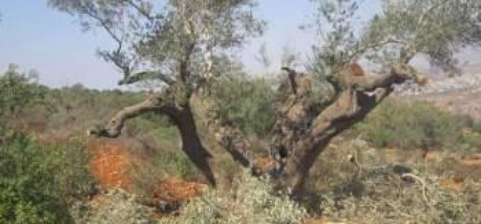 مستعمرو مستعمرة ” يش كودش ” يتلفون 27 شجرة زيتون في قرية قصرة في محافظة نابلس