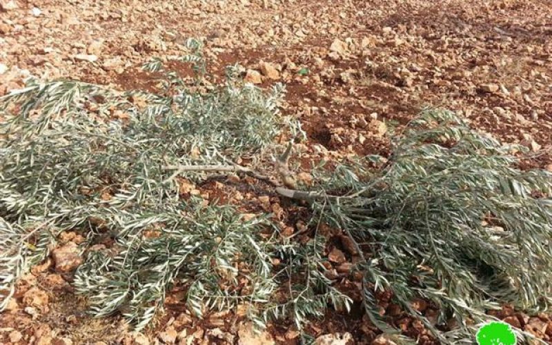 Israeli occupation uproots seedlings in Ras Atiya village, Qalqiliya governorate