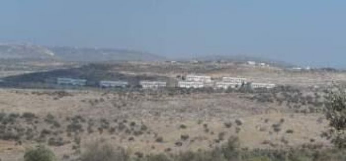 Colonists of Avnei Hefetz destroy 26 olive saplings