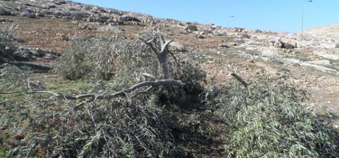 Colonists cut down 20 olive trees