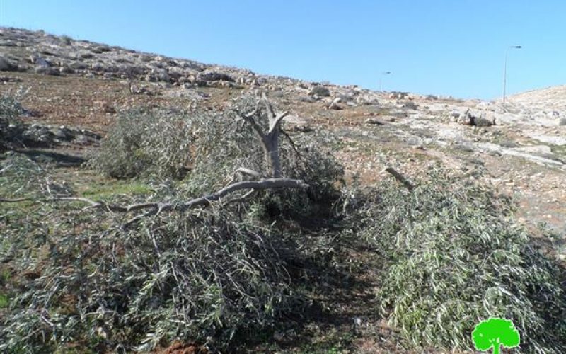 Colonists cut down 20 olive trees