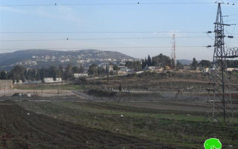 Destroying olive saplings in Burin