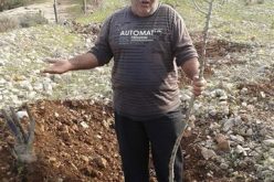 الاحتلال الإسرائيلي  يقطع 1000 غرسة زيتون في وادي قانا /محافظة سلفيت