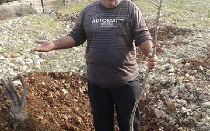 The occupation cuts off 1000 saplings in Wadi Qana