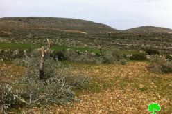 Me’ron colonists destroy 31 olive trees in Burqa Village