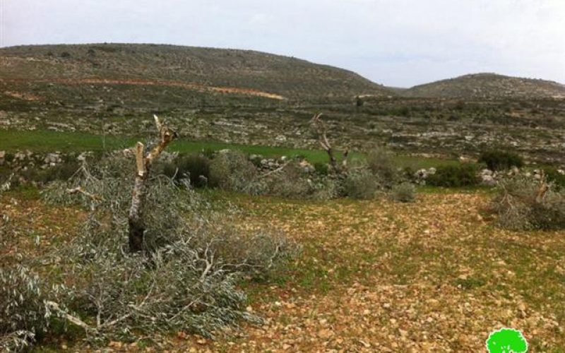 Me’ron colonists destroy 31 olive trees in Burqa Village