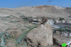 The Israeli occupation cuts down 120 palm trees in Az Zubeidat