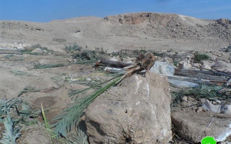 The Israeli occupation cuts down 120 palm trees in Az Zubeidat